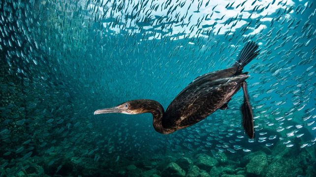 Imágenes ganadoras del concurso Bird Photographer of the Year 2020