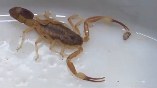 Los alacranes se presentan con el calor en Santa Fe