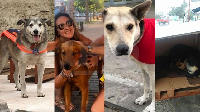 Día del Perro Callejero: las historias más conmovedoras de callejeritos santafesinos