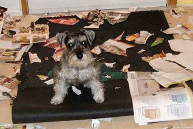 Las 10 cosas favoritas que a los perritos les gusta mucho destruir