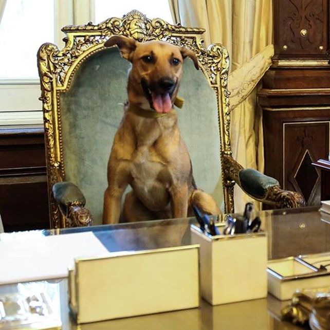 Balcarce. “Es el primer perro de la historia argentina que llega a este lugar”.