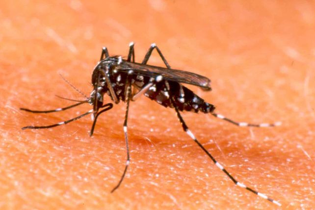 Confirmaron dos casos de dengue en la provincia de Santa Fe