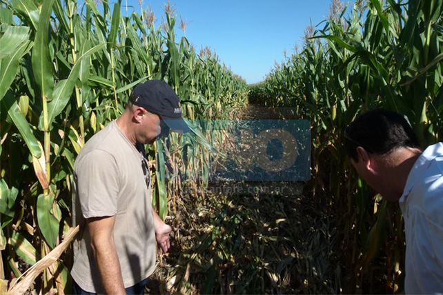 ¿Ovni en Pujato?: asombro y descreimiento por las huellas en un maizal