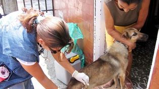 Vacunan a 600 mil perros por un brote de rabia en Bolivia