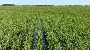 El caso más extremo es el del arroz, cuya relación de intercambio se desplomó obligando al productor a triplicar la cantidad de grano para acceder al fertilizante.