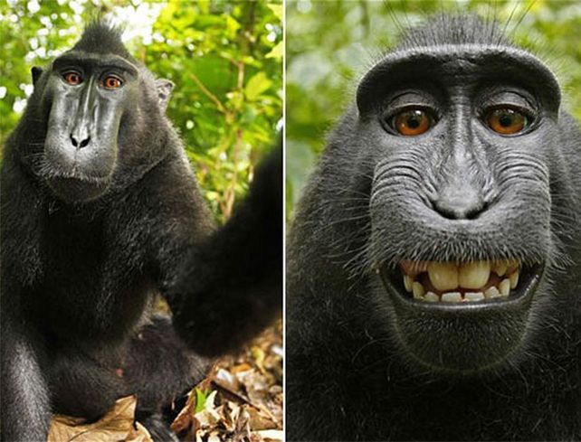 La selfie de un mono que le genera un dolor de cabeza a un fotógrafo
