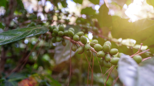 La agricultura frente a su hora decisiva: producir más en un mundo con menos margen