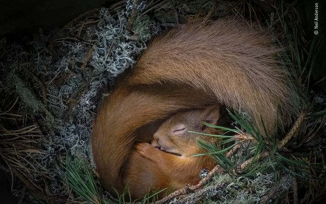 Vida silvestre 2020, lo mejor en imágenes