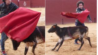 Andr&eacute;s Calamaro jug&oacute; a ser torero y salv&oacute; una vaca del matadero