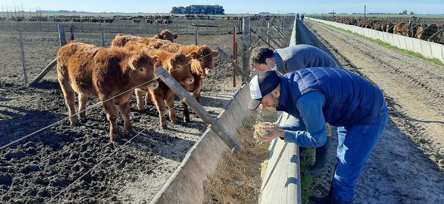 Nutrición animal: un programa que se afianza en los feedlots argentinos