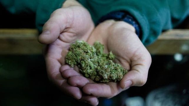 Esta semana, las farmacias uruguayas comenzarán a vender marihuana