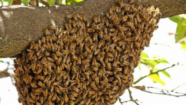 Falleció un hombre de 94 años luego de ser atacado por un enjambre de abejas