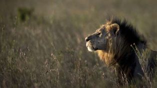 León escapa de una reserva natural y ataca a un hombre en el centro de Nairobi
