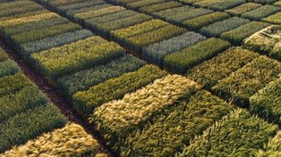 La plataforma Nodes permite realizar ensayos de campo virtuales, utilizando IA.