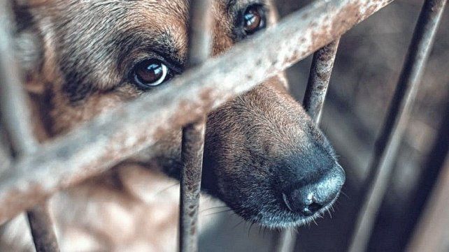 El 75% de los animales en Paraná sufre maltrato o abandono.