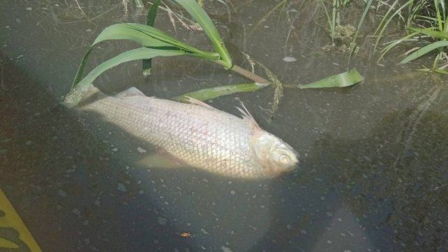 Aparecieron peces muertos en un área natural protegida