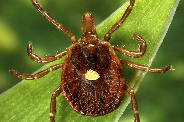 Un azúcar que está en la saliba de las garrapatas causa alergias entre miles de consumidores de carnes rojas.