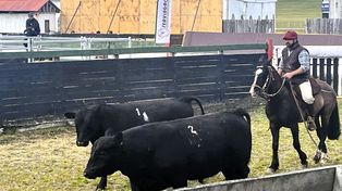 La raza Angus se expande en Chile