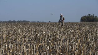 Prevén que la economía se recuperará en el resto del año del golpe que le provocó la sequía