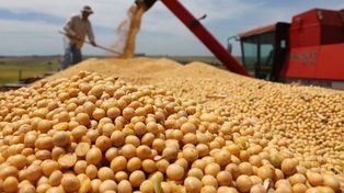 Agroexportaciones. El efecto dólar soja volvió a presionar a la baja en el mercado de Chicago.