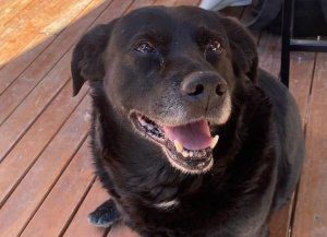 Piden justicia por la muerte de Garrafa, el perro de la UNL