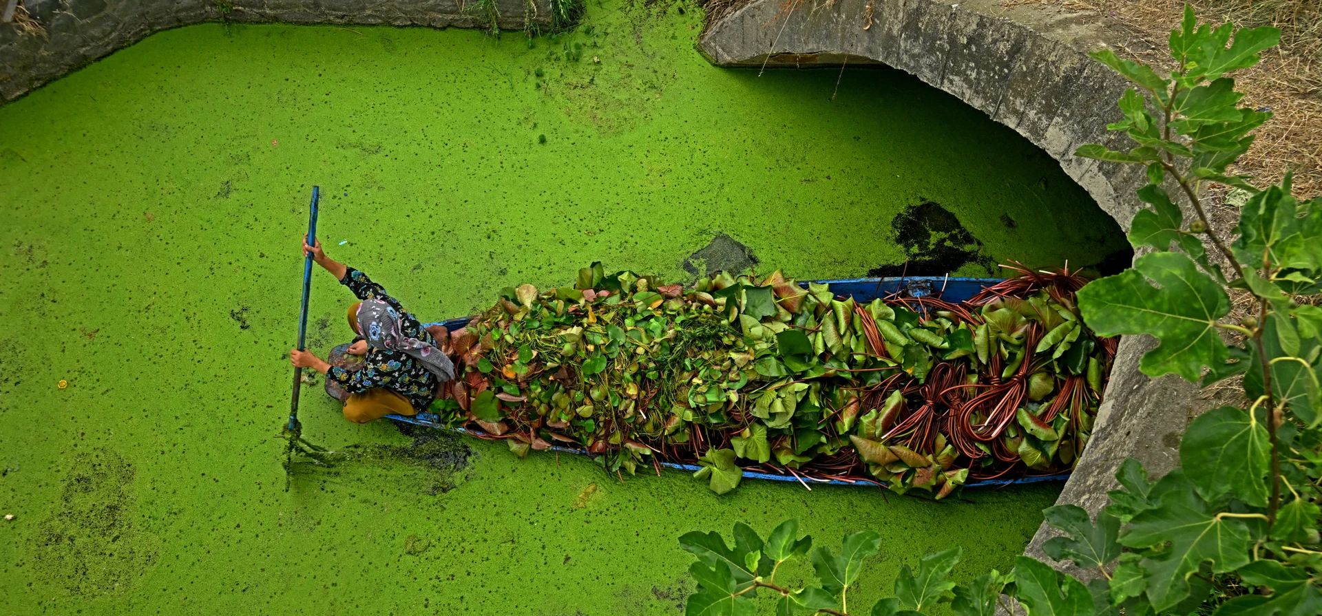 Una persona rema en un bote que lleva raíces de loto a través del lago Dal, Srinagar, India. Fotografía: Tauseef Mustafa/AFP/Getty Images Una persona rema en un bote que lleva raíces de loto a través del lago Dal, Srinagar, India. Fotografía: Tauseef Mustafa/AFP/Getty Images