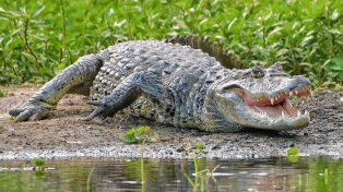 La reserva La Chinita se consolida como un refugio de la biodiversidad entrerriana