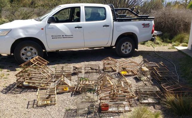 Mendoza. Aves recuperadas el fin de semana por Recursos Naturales.