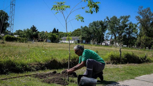 La Municipalidad de Paraná realizó una nueva plantación de árboles