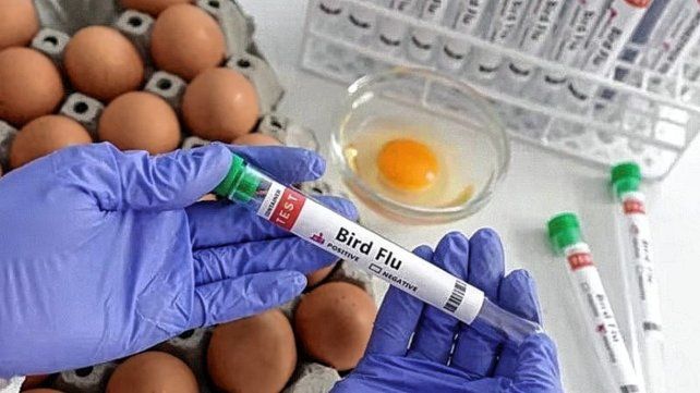 Gripe aviar: el gobierno confirmó un caso en la Argentina y declaró la emergencia sanitaria
