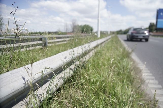 En Circunvalación el corte de malezas y yuyales se discute desde que Corredores Viales fue intimado por autoridades locales para su puesta a punto. Ahora