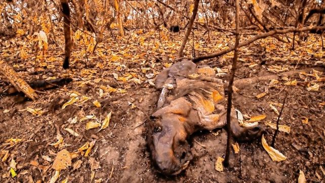 Animales muertos por todos lados en Corrientes.Crédito: @white.emilio.