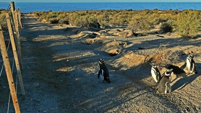 Condenaron a tres años de cárcel al ganadero responsable de la masacre de 240 pingüinos en Punta Tombo
