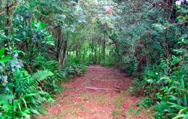 El sendero donde fue encontrado el niño salvajemente agredido.