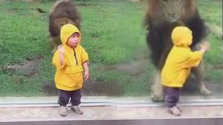Un león atacó a un nene en un zoológico y fue filmado por turistas en Japón