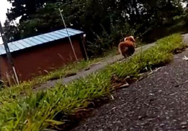 Fingió que se desmayó para ver qué hacía su perro y se llevó una sorpresa