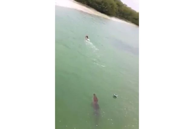 Video: un cocodrilo persigue a un turista en México