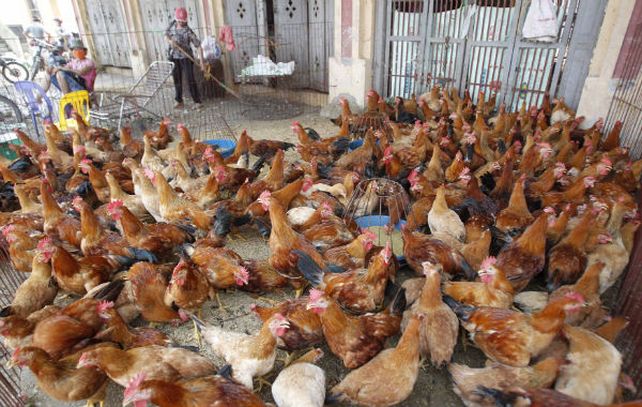 Los criaderos de aves son monitoreados por el gobierno. Cancelan exportaciones de animales vivos.