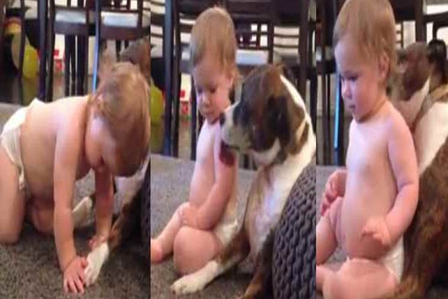 Un perro baña a la beba de la casa