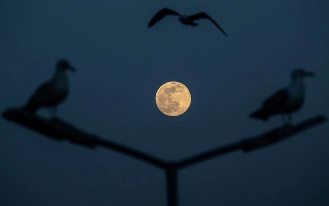 Las gaviotas sobrevuelan el Bósforo al salir la superluna