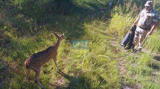 Paraná: un ciervo fue rescatado por la Policía