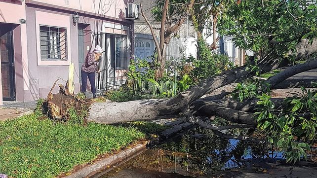 Árboles caídos en la ciudad por los fuertes vientos: Quintana y General Paz