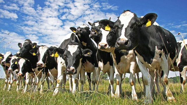 Dinamarca es un gran exportador de productos lácteos y porcinos