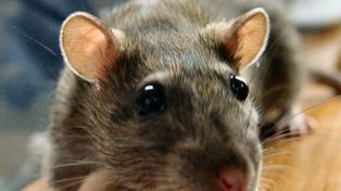 Se reportaron tres casos sospechosos graves de leptospirosis en San Justo
