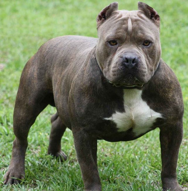 Uno de los pitbulls murió y el otro resultó herido a causa de los balazos.