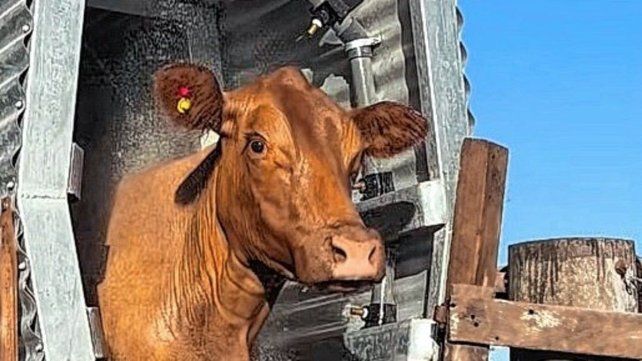 Un ganadero de Entre Ríos diseñó un sistema novedoso para combatir la garrapata bovina.