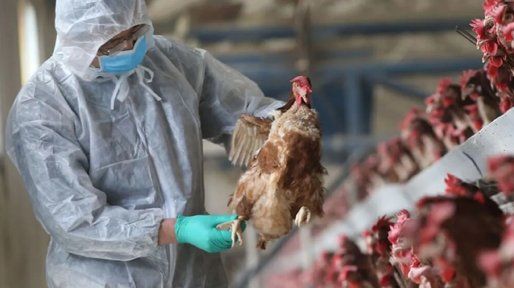 Gripe aviar: confirman nuevo caso y recomiendan a productores reforzar medidas sanitarias