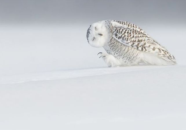 Las mejores fotos de National Geographic de 2015