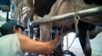 la baja calidad higienico-sanitaria de la leche se cobra millonarias perdidas la baja calidad higienico-sanitaria de la leche se cobra millonarias perdidas