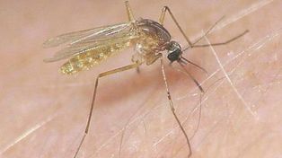 El mosquito común también contagia el zika